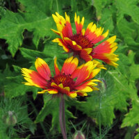 Gagliarda perenne bicolore Bremen (Gaillardia aristata) semi