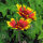 Gagliarda perenne bicolore Bremen (Gaillardia aristata) semi
