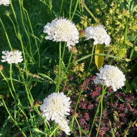 Scabiosa bianca Double White (Scabiosa atropurpurea) semi