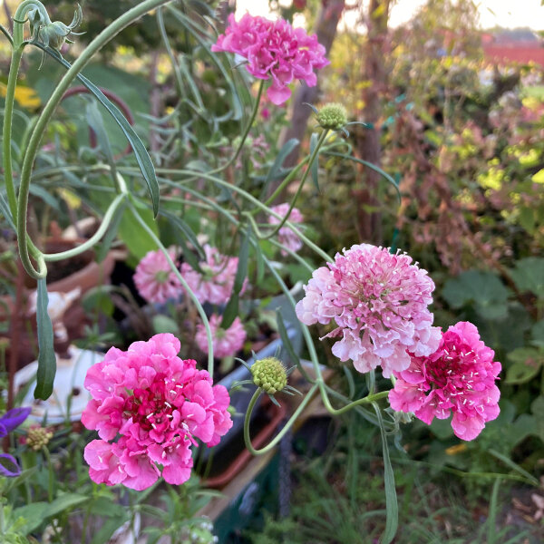 Scabiosa rosa Double Salmon Rose (Scabiosa atropurpurea) semi
