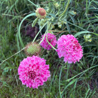 Scabiosa rosa Double Salmon Rose (Scabiosa atropurpurea) semi