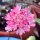 Scabiosa rosa Double Salmon Rose (Scabiosa atropurpurea) semi