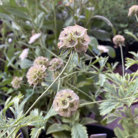 Vedovina stellata Drumsticks (Scabiosa stellata) semi