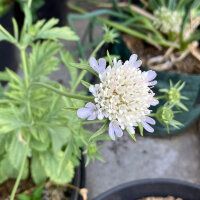 Vedovina stellata Drumsticks (Scabiosa stellata) semi