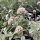 Vedovina stellata Drumsticks (Scabiosa stellata) semi