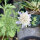 Vedovina stellata Drumsticks (Scabiosa stellata) semi