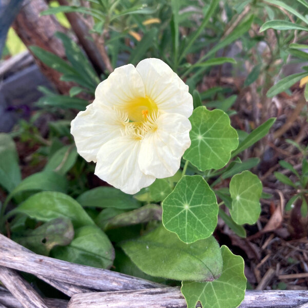 Nasturzio bianco crema Milkmaid (Tropaeolum majus) semi