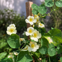 Nasturzio bianco crema Milkmaid (Tropaeolum majus) semi