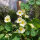 Nasturzio bianco crema Milkmaid (Tropaeolum majus) semi
