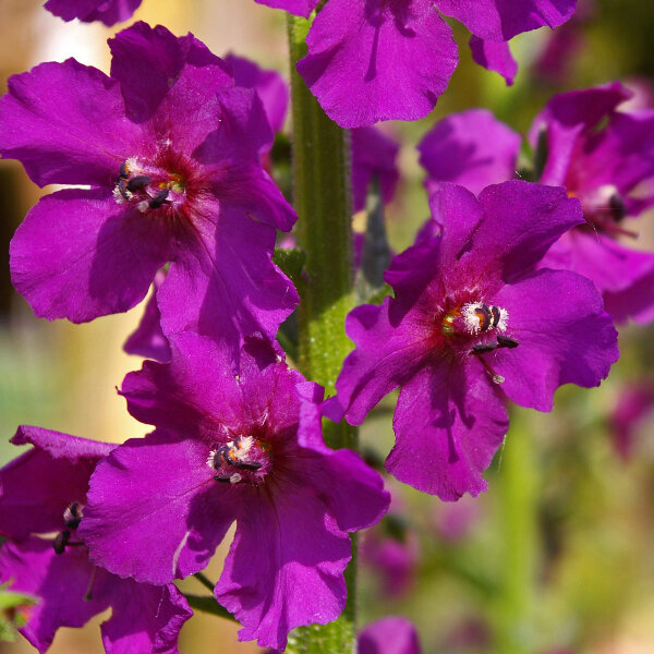 Verbasco porporino mix (Verbascum phoeniceum) semi