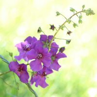 Verbasco porporino mix (Verbascum phoeniceum) semi