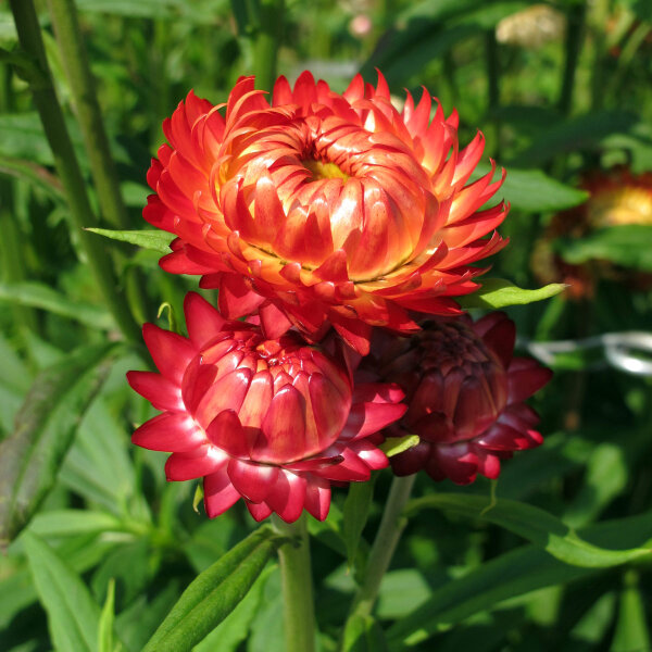 Fiore di carta ‘Coppery Red’ (Xerochrysum bracteatum) semi