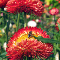 Fiore di carta ‘Coppery Red’ (Xerochrysum...