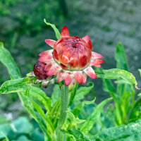 Fiore di carta ‘Coppery Red’ (Xerochrysum bracteatum) semi