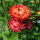 Fiore di carta ‘Coppery Red’ (Xerochrysum bracteatum) semi