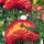 Fiore di carta ‘Coppery Red’ (Xerochrysum bracteatum) semi