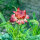 Fiore di carta ‘Coppery Red’ (Xerochrysum bracteatum) semi