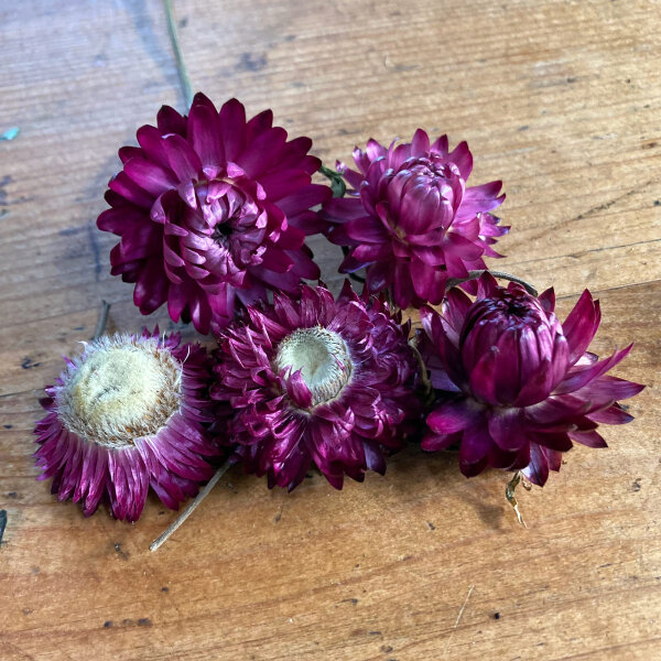 Fiore di carta ‘Crimson Violet’ (Xerochrysum bracteatum) semi