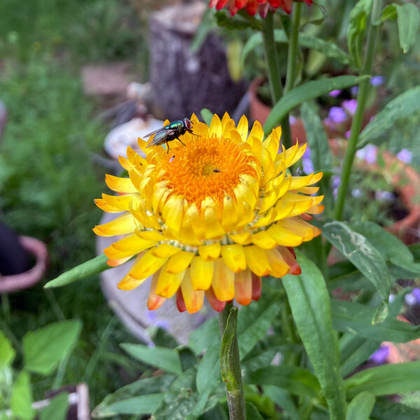 Elicriso lucido Lemon Yellow (Xerochrysum bracteatum) semi