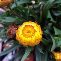 Elicriso lucido Lemon Yellow (Xerochrysum bracteatum) semi