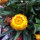 Elicriso lucido Lemon Yellow (Xerochrysum bracteatum) semi