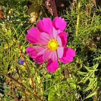 Mix di cosmos Sea Shells (Cosmos bipinnatus) semi