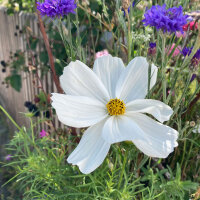 Cosmos bianco Sensation Purity (Cosmos bipinnatus) semi