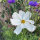 Cosmos bianco Sensation Purity (Cosmos bipinnatus) semi