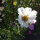 Cosmos bianco Sensation Purity (Cosmos bipinnatus) semi