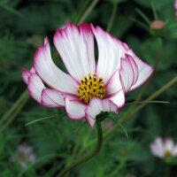 Cosmea bicolore Sensation Candy Stripe (Cosmos...