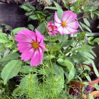 Cosmea bicolore Sensation Candy Stripe (Cosmos bipinnatus) semi