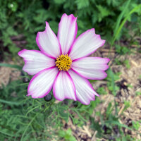 Cosmea bicolore Sensation Candy Stripe (Cosmos bipinnatus) semi