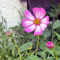 Cosmea bicolore Sensation Candy Stripe (Cosmos bipinnatus) semi
