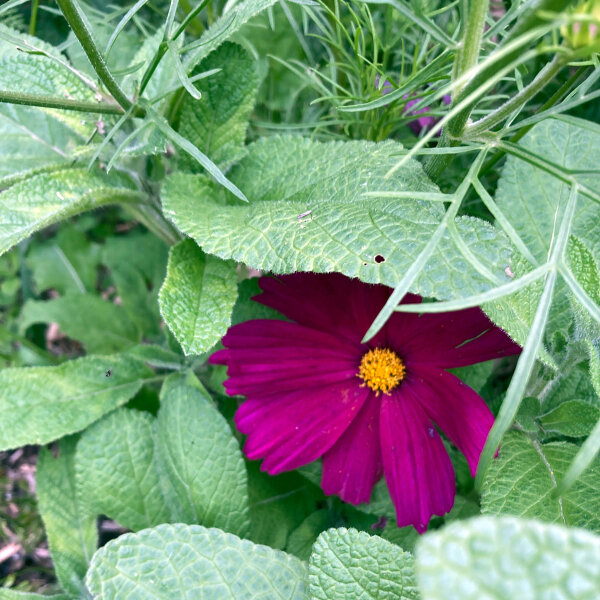 Cosmea rosso carminio Sensation Dazzler (Cosmos bipinnatus) semi