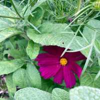 Cosmea rosso carminio Sensation Dazzler (Cosmos...