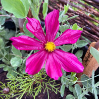 Cosmea rosso carminio Sensation Dazzler (Cosmos...