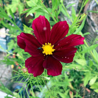 Cosmea rosso carminio Sensation Dazzler (Cosmos bipinnatus) semi