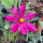 Cosmea rosso carminio Sensation Dazzler (Cosmos bipinnatus) semi