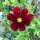 Cosmea rosso carminio Sensation Dazzler (Cosmos bipinnatus) semi