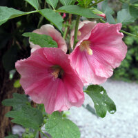 Malvone misto (Alcea rosea) semi