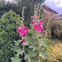 Malvone misto (Alcea rosea) semi