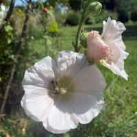 Malvone misto (Alcea rosea) semi