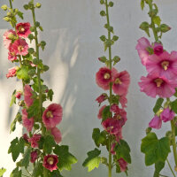 Malvone misto (Alcea rosea) semi