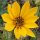 Girasole azteco (Helianthus maximiliani) semi