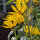 Girasole azteco (Helianthus maximiliani) semi