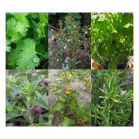 Meraviglioso cocktail di erbe aromatiche - set regalo di semi