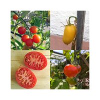 Varietà storiche di pomodoro (biologico) - Set regalo di semi
