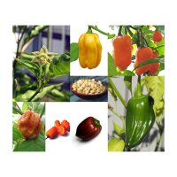 Varietà di peperoncino Habanero  - set regalo di semi