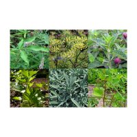 Il giardino del monastero di Hildegard von Bingen - Set regalo di semi