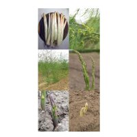 Varietà di asparagi - set regalo di semi
